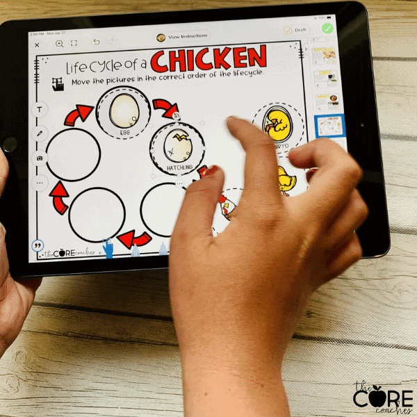 Life Cycle of a Chicken Research for Primary Grades